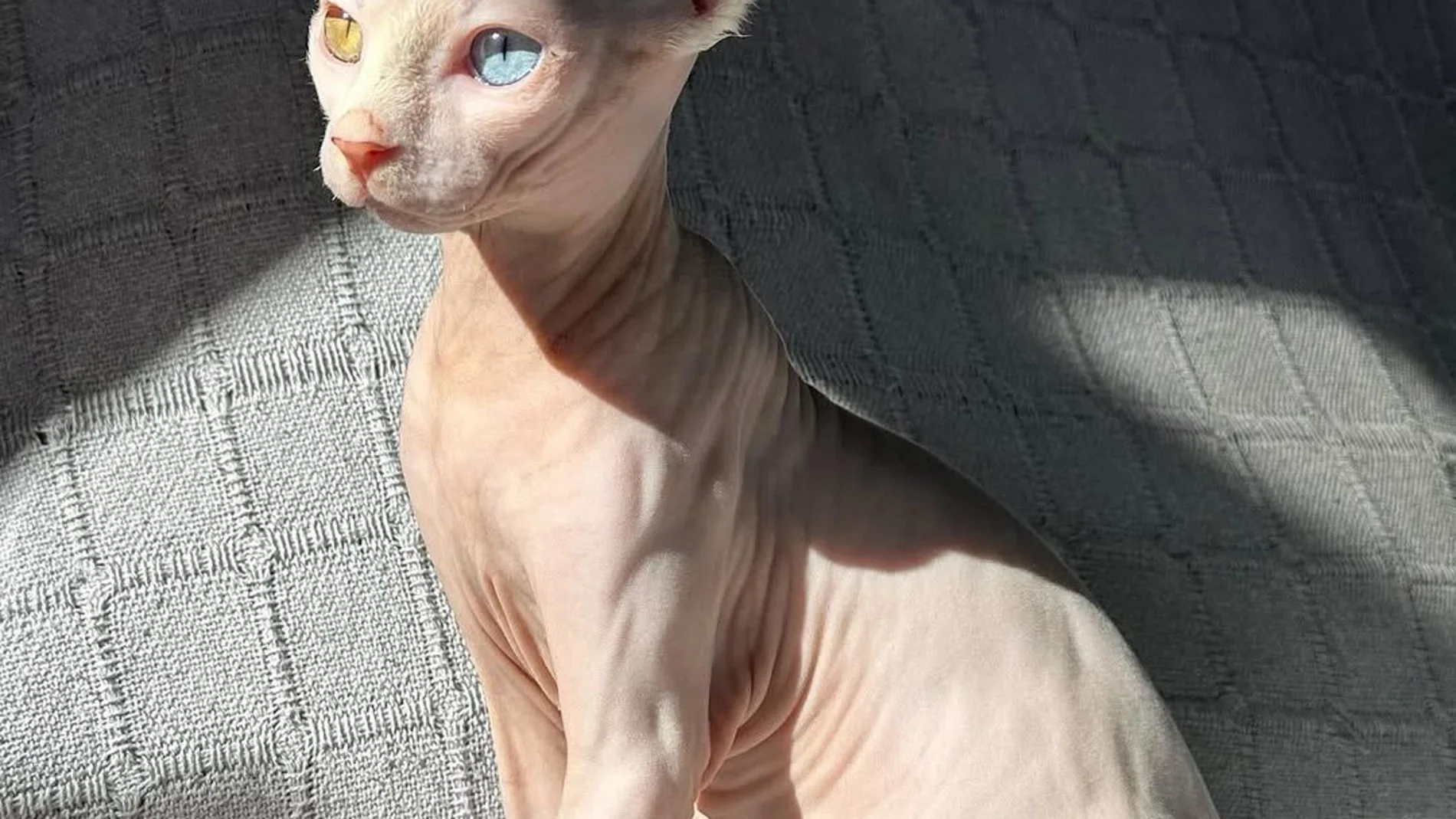 Responde al nombre de Ángela y es de raza sphyx o esfinge Responde al nombre de Ángela y es de raza sphyx o esfinge