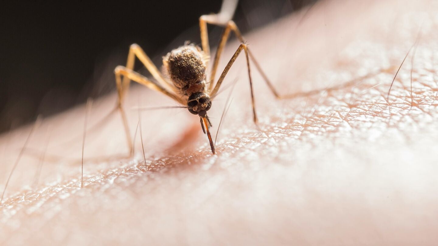 Imagen de un mosquito