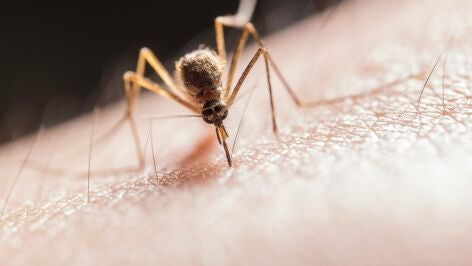 Imagen de un mosquito