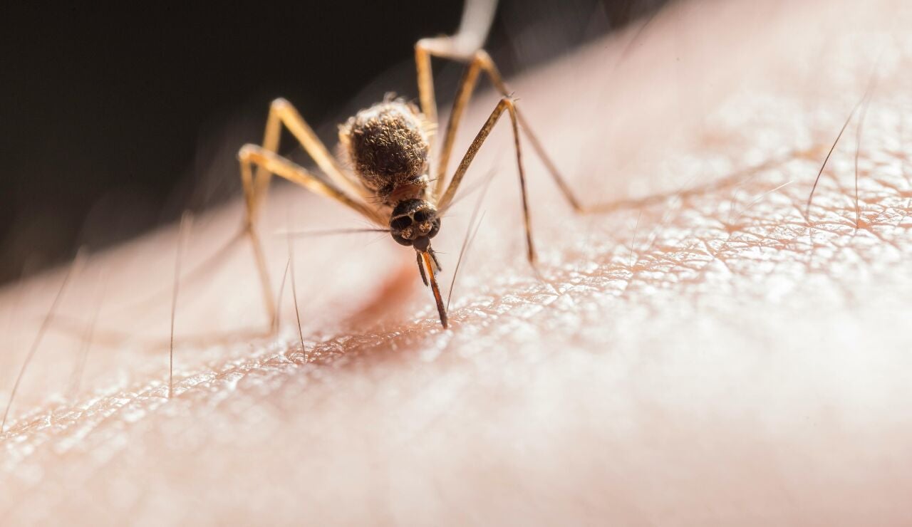 Imagen de un mosquito