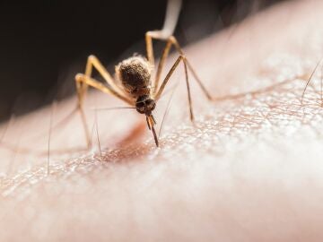 Imagen de un mosquito