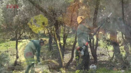 Luchando contra el fuego en bosques mojados por la lluvia