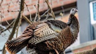 Pavo Astoria de Roosevelt Island