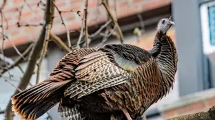 Pavo Astoria de Roosevelt Island Pavo Astoria de Roosevelt Island