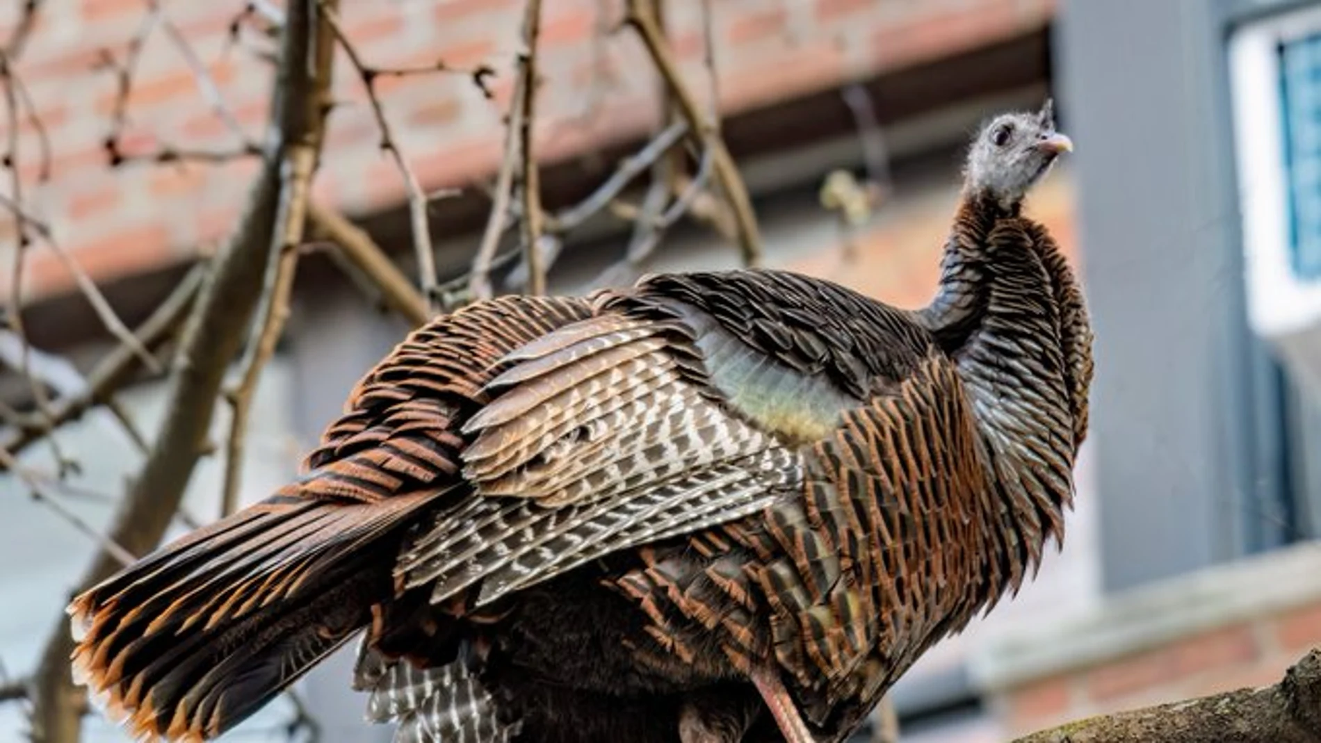 Pavo Astoria de Roosevelt Island Pavo Astoria de Roosevelt Island