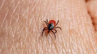 Garrapata Garrapata