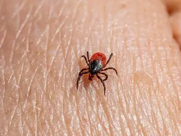 Garrapata Garrapata