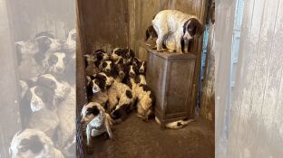 Imagen de los animales encontrados en condiciones insalubres en una vivienda de Doncaster. 