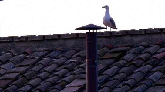 Gaviota