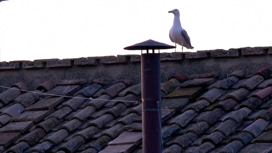 Gaviota Gaviota