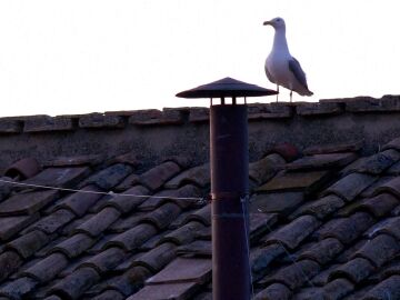 Gaviota