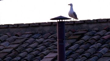 Gaviota