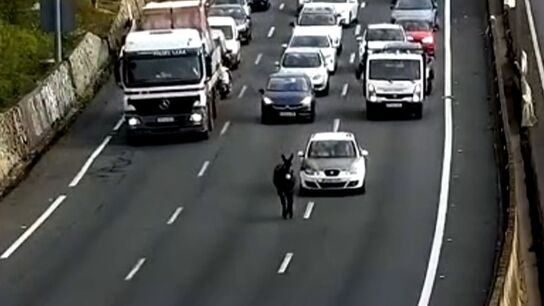 Un burro provoca un atasco
