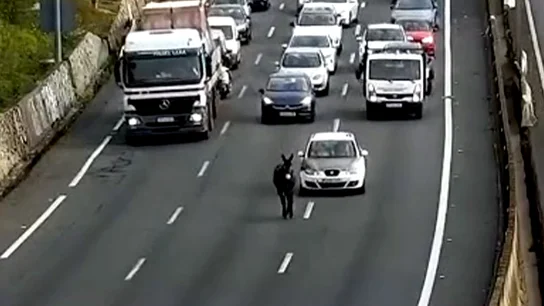 Un burro provoca un atasco Un burro provoca un atasco