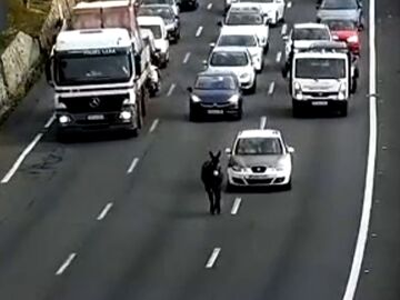 Un burro provoca un atasco