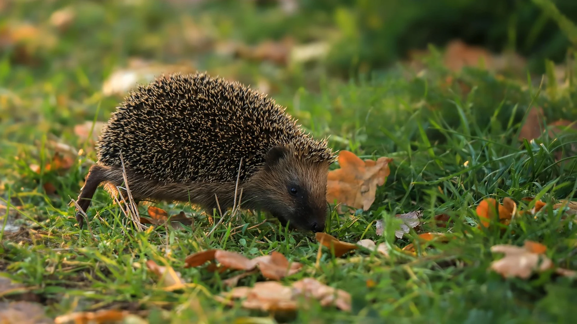 Foto de archivo de un erizo Foto de archivo de un erizo