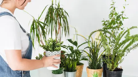 Plantas Plantas