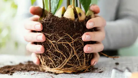 Raíces de una planta Raíces de una planta