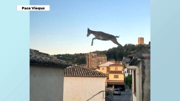 Cabra en Jérica