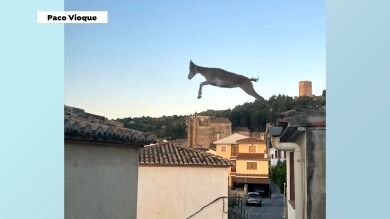 La imagen más viral de Jérica: Unas cabras 'voladoras' saltan por los tejados de las casas del municipio de Castellón 