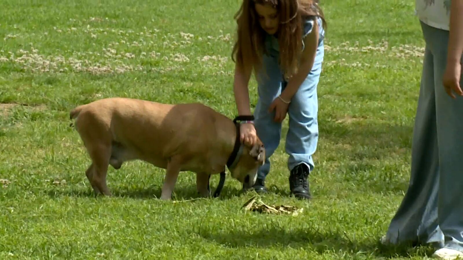 Tres días de permiso por el fallecimiento de una mascota: 