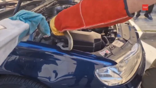 Culebra en el motor Antena 3 Noticias