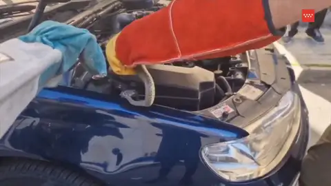 Culebra en el motor Antena 3 Noticias