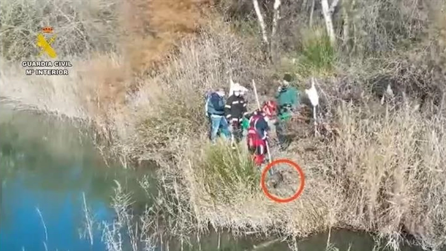 Hallazgo del perro Hallazgo del perro