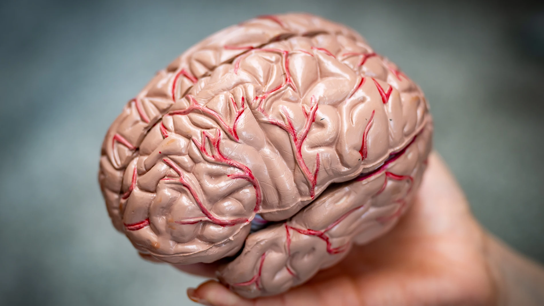 Imagen de archivo de un cerebro. Imagen de archivo de un cerebro.