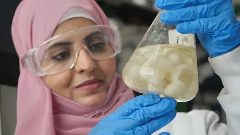 Hongo marino Hongo marino