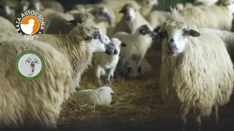 “Apadrina una churra”, el lema de la Diputación de Sevilla para recuperar a una oveja en peligro de extinción “Apadrina una churra”, el lema de la Diputación de Sevilla para recuperar a una oveja en peligro de extinción