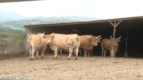 ROBO BUEYES BIZKAIA ROBO BUEYES BIZKAIA