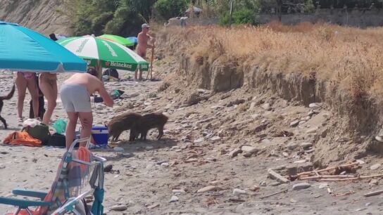 Los jabal&iacute;es comparten playa con los ba&ntilde;istas en Maro 