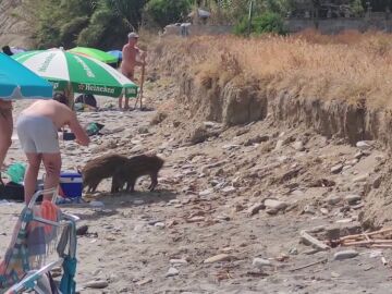 Los jabalíes comparten playa con los bañistas en Maro 