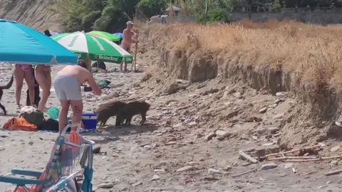 Los jabalíes comparten playa con los bañistas en Maro Los jabalíes comparten playa con los bañistas en Maro