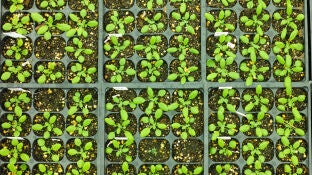Vacunas m&aacute;s eficaces para plantas sin modificar sus genes