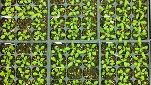 Vacunas más eficaces para plantas sin modificar sus genes Vacunas más eficaces para plantas sin modificar sus genes