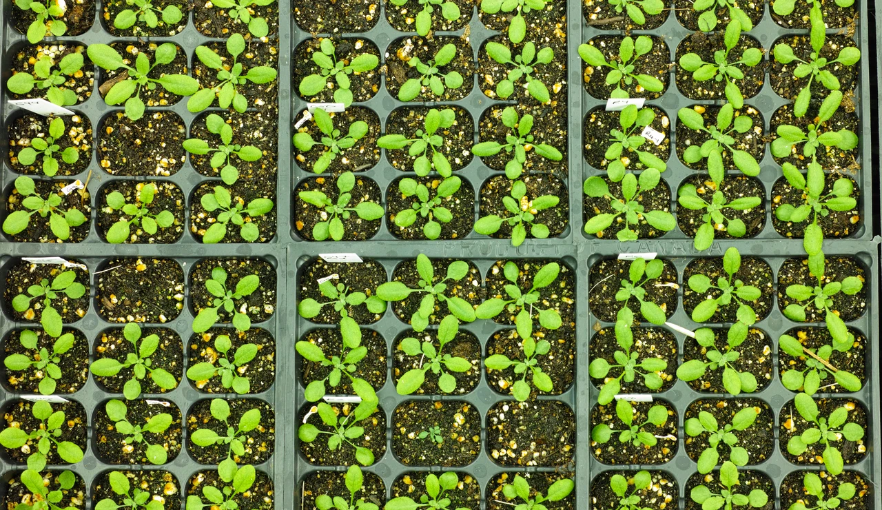 Vacunas más eficaces para plantas sin modificar sus genes