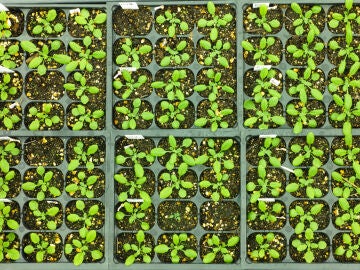 Vacunas más eficaces para plantas sin modificar sus genes