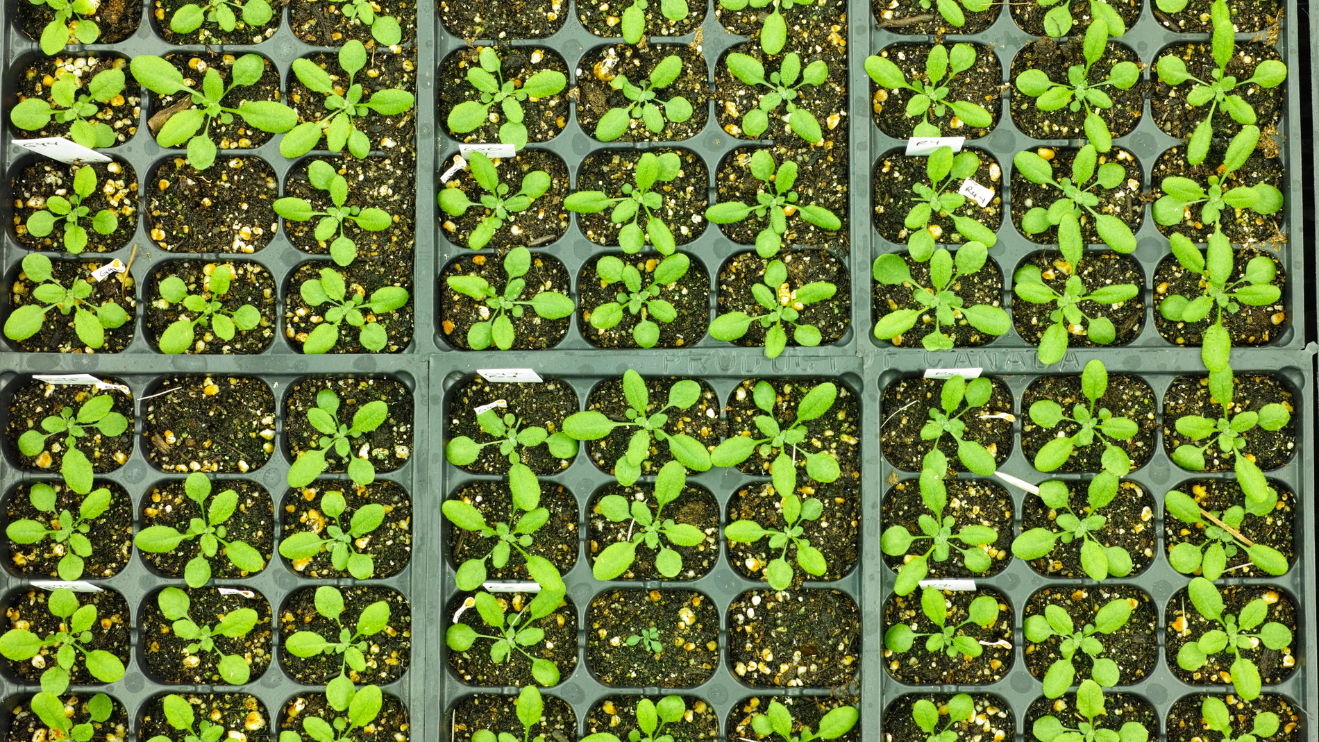 Vacunas más eficaces para plantas sin modificar sus genes Vacunas más eficaces para plantas sin modificar sus genes