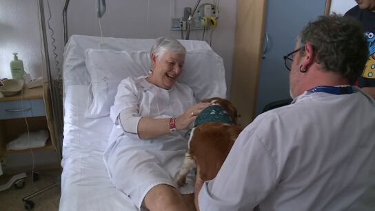 Mascotas hospitales