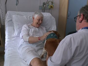 Mascotas hospitales