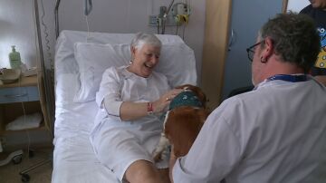 Mascotas hospitales
