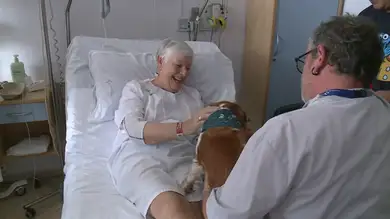 Los hospitales del País Vasco permitirán que los perros visiten a los pacientes ingresados Los hospitales del País Vasco permitirán que los perros visiten a los pacientes ingresados