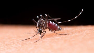 Mosquito tigre