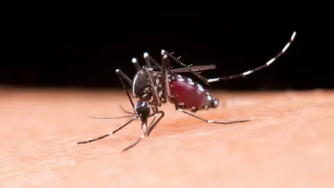 Mosquito tigre Mosquito tigre