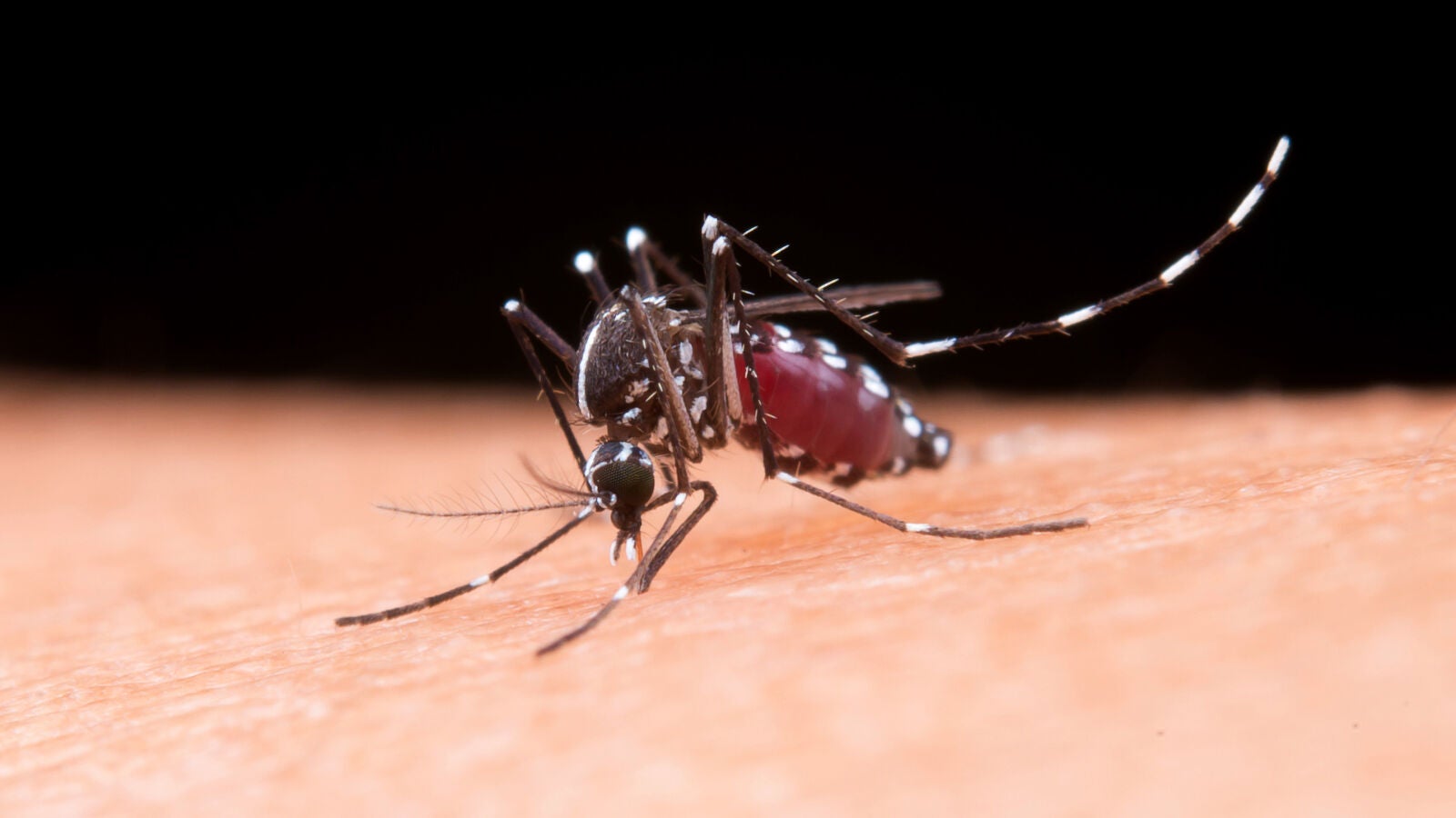 El mosquito tigre en España va a picar mucho y más fuerte este verano: Precauciones y consejos de una farmacéutica