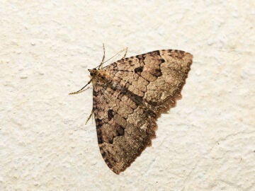 Polilla