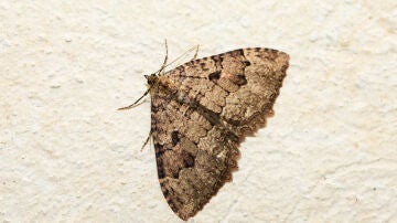 Polilla