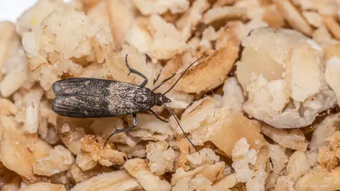 Polilla en la comida Polilla en la comida
